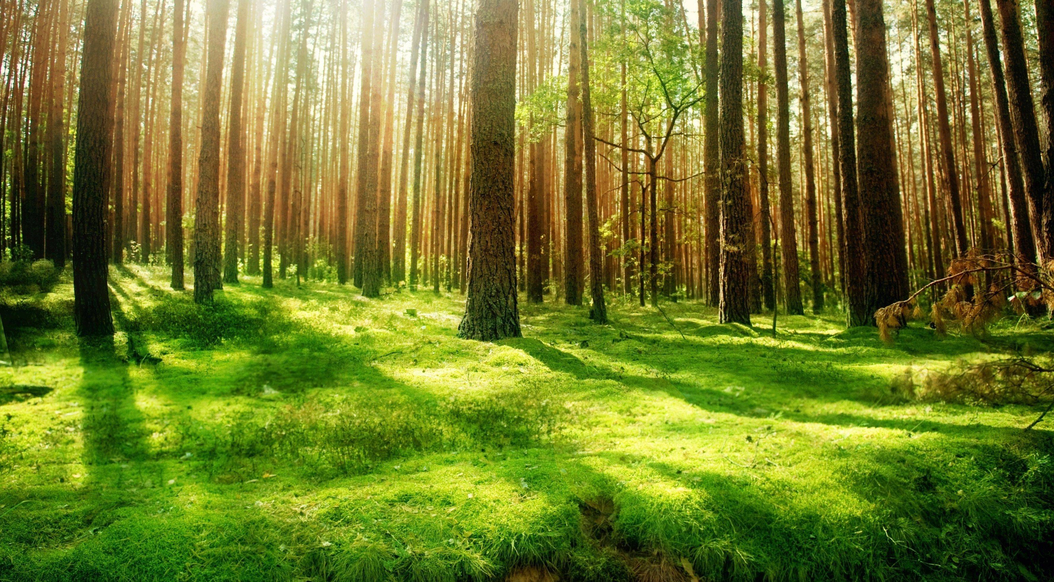 澳大利亚计划种植5000万棵树木