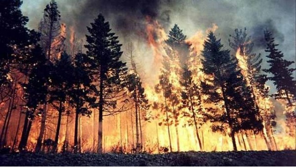 美加州起森林大火，森林产品受威胁