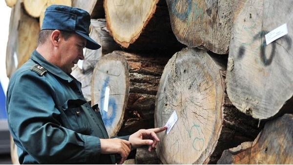 西方抵制俄罗斯木材，中国或将受益
