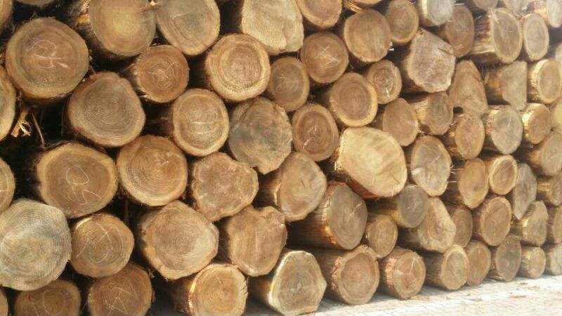 日本进口木材——日本柳杉