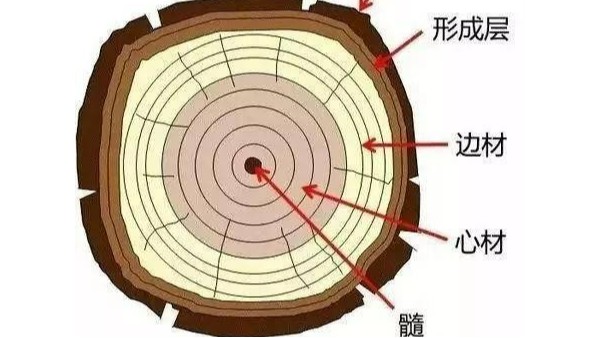 图解木材结构探秘，木工必懂