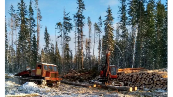 在俄罗斯采伐木材必须知道的事项