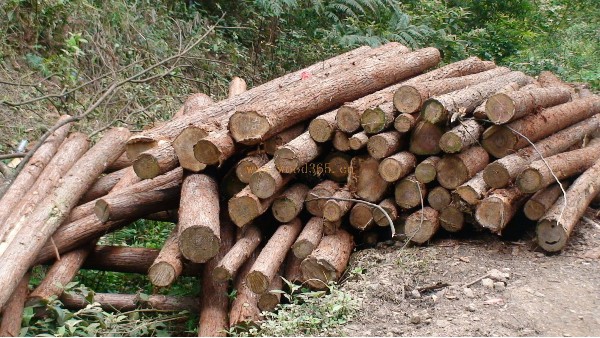 缅甸越来越重视林业的可持续发展问题