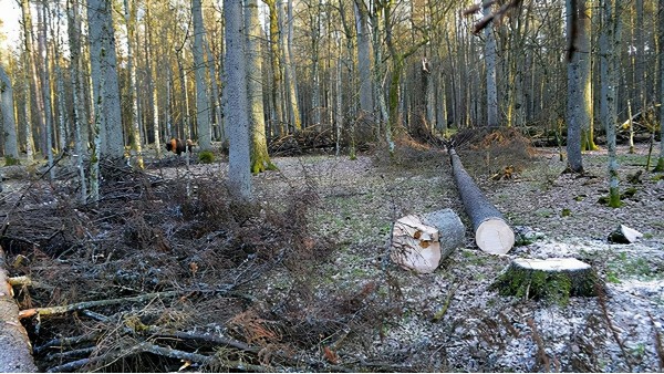 欧盟拟禁止伐林区农产品以遏制森林砍伐