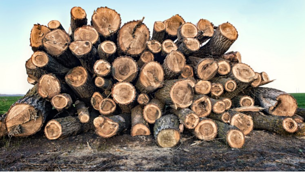 全球木材短缺是否会影响林业可持续发展？
