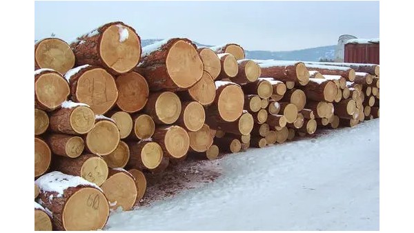 欧盟加大对非洲木材的投资
