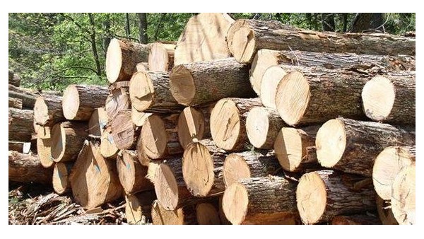 判断木材优劣基本功，每个整木人必须知道！