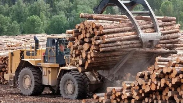 全球开启木材资源的争夺战