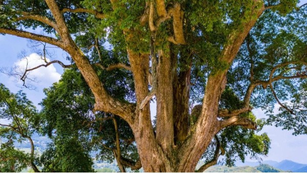 阴沉木和金丝楠木的有什么不一样的？