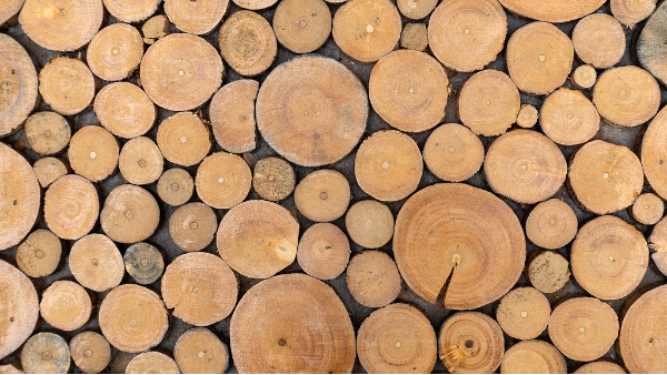 广西木材市场未来或成为“南方木都“？