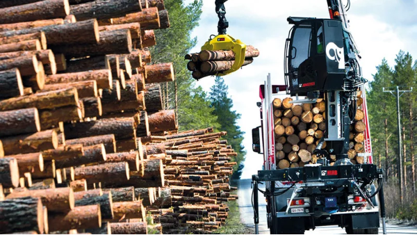 印度尼西亚超越中国和巴西主导欧盟和英国木材市场