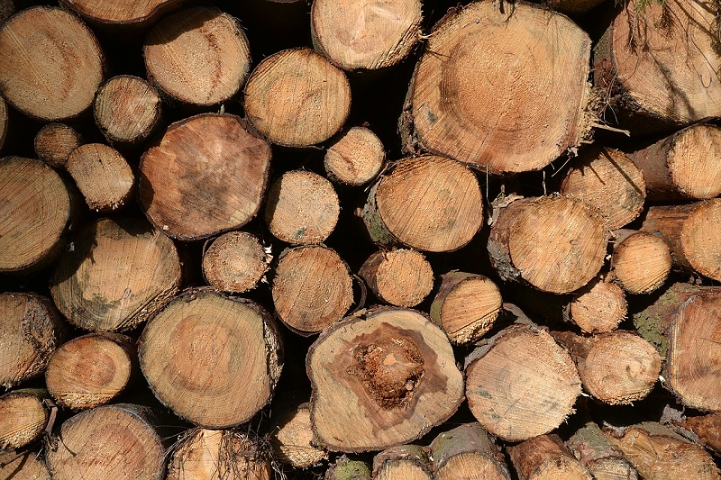 非洲各大国木材资源